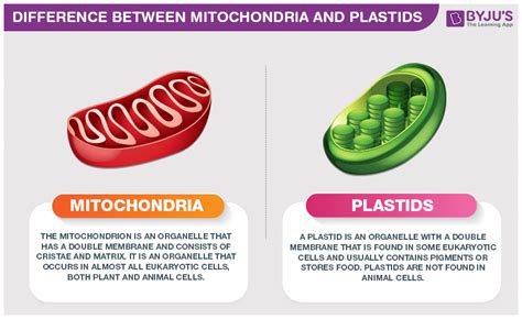in what respect plastids are similar to mitochondria